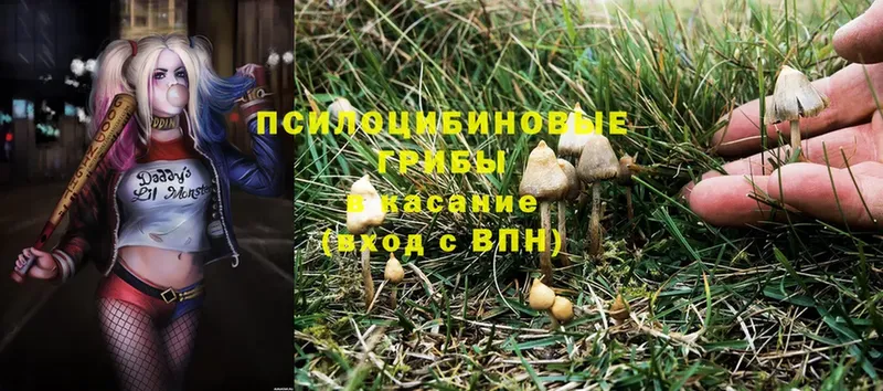 Галлюциногенные грибы Psilocybine cubensis  дарк нет как зайти  Асбест 